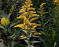 Goldenrod